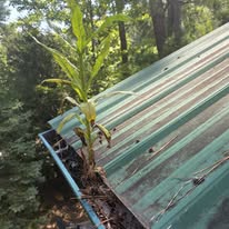 Heavily overgrown gutter cleaned out by Gutter Haven