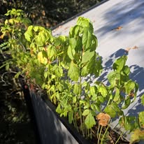 Overgrown gutter being cleaned out along a metal roof by Gutter Haven